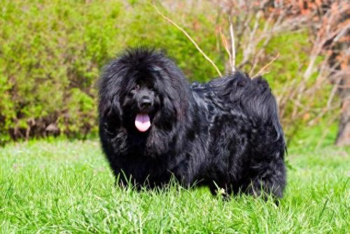 世界级十大军犬排行榜(十大军犬电影)插图15