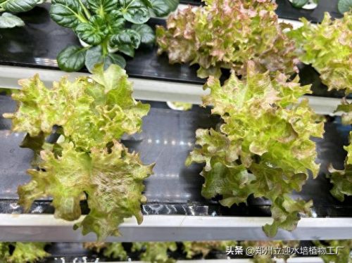 十大家庭水培蔬菜排行榜(水培蔬菜技术哪里能学习培训)插图7