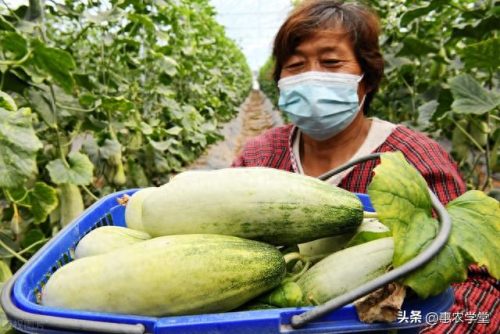 甜瓜品种十大排行榜视频(甜瓜老品种大全一览表)插图