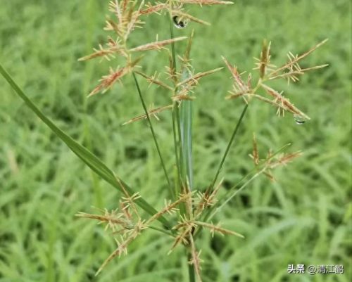 除草剂十大产品排行榜最新(环嗪酮除草剂)插图3