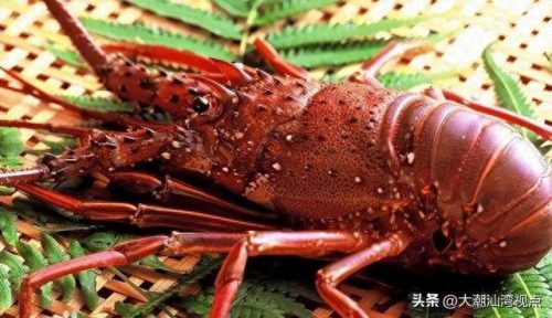 十大龙虾排行榜图片(十大最好龙虾排名)插图14