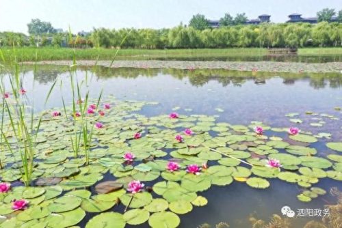 中国十大著名植物园排行榜(国内各大旅游景点排名)插图32