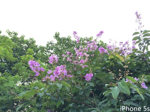 zenfone2升级7.1(zenfone2有指纹吗)插图28