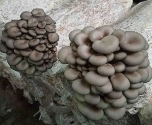 全国菌类种植十大排行榜(种植的菌类有哪些品种)插图5