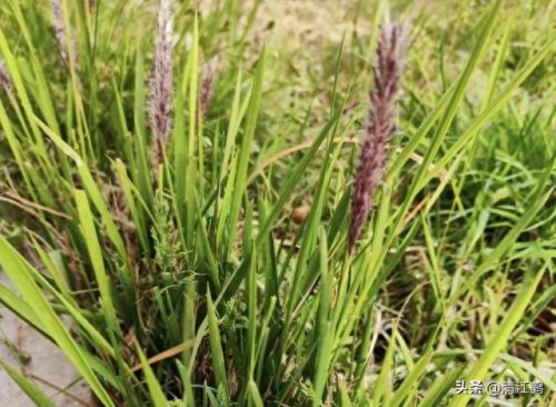 除草剂十大产品排行榜最新(环嗪酮除草剂)插图25