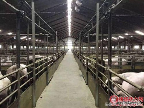 美国十大养猪厂排行榜图片(国外最近的大型养猪场)插图10
