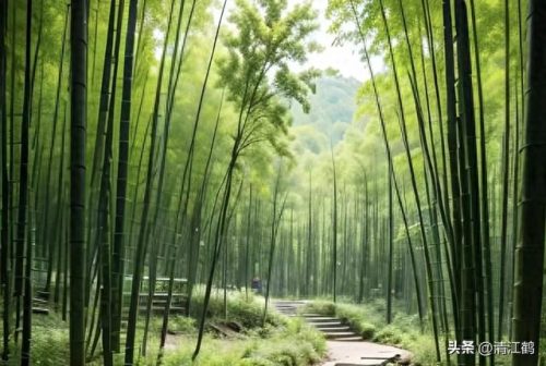 除草剂十大产品排行榜最新(环嗪酮除草剂)插图28