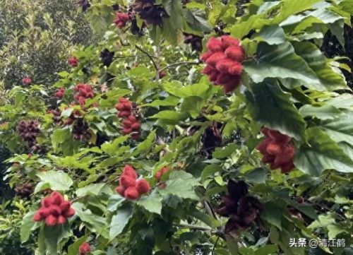 除螨剂十大排行榜(青花椒除螨剂靠谱吗)插图20