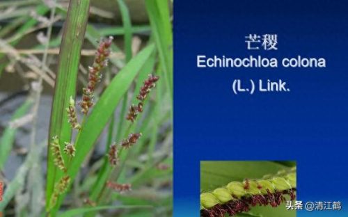 除草剂十大产品排行榜最新(环嗪酮除草剂)插图12