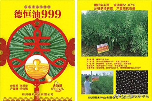 油菜种子十大品牌排行榜图片(秦油10号油菜种子)插图