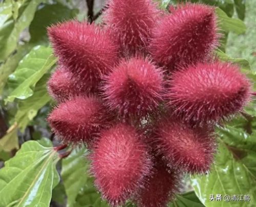 除螨剂十大排行榜(青花椒除螨剂靠谱吗)插图21