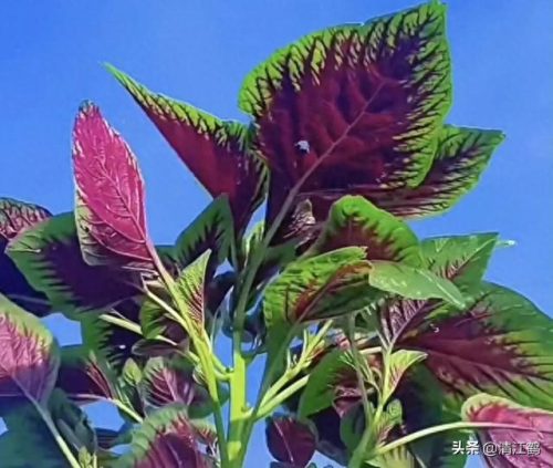除螨剂十大排行榜(青花椒除螨剂靠谱吗)插图7