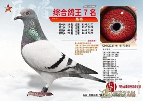 北京十大赛鸽名家排行榜(中国赛鸽名家前10名)插图6