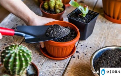 不需要加盟费的项目(农村暴利小工厂)插图4