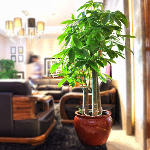 十大最好养的绿植排行榜(镇宅第一名树)插图2
