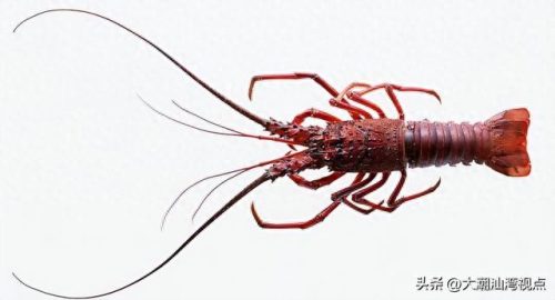 十大龙虾排行榜图片(十大最好龙虾排名)插图11