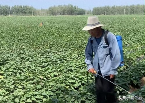 除螨剂十大排行榜(青花椒除螨剂靠谱吗)插图11