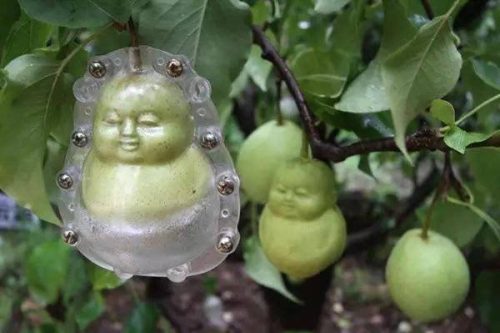 人生果实图片大全(人生果实真实图片)插图3