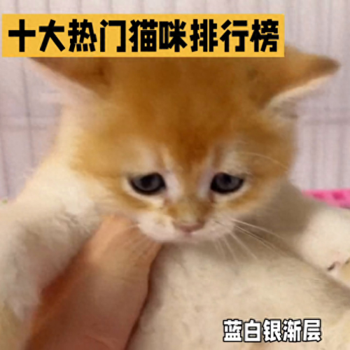 十大顶级猫条排行榜最新(十大良心猫罐头排行榜)插图1