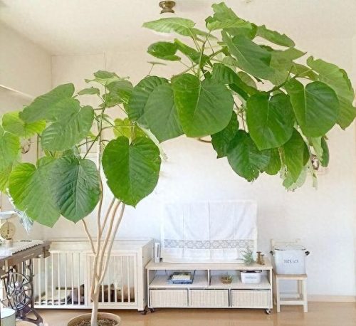 十大最好养的绿植排行榜(镇宅第一名树)插图28