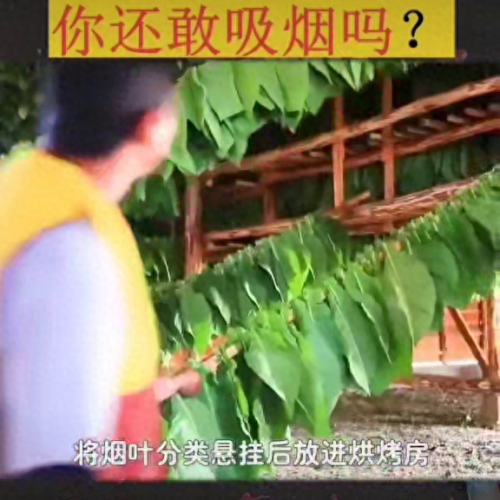 十大过滤嘴烟排行榜(国内无过滤嘴香烟)插图
