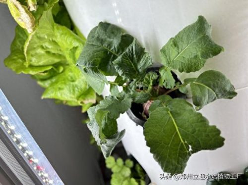 十大家庭水培蔬菜排行榜(水培蔬菜技术哪里能学习培训)插图4