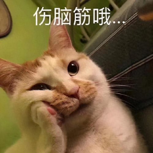 表情包猫咪十大排行榜(十大猫咪颜值大排名)插图18