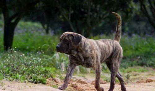 各国排名前十的犬(世界最强大的犬排名)插图9
