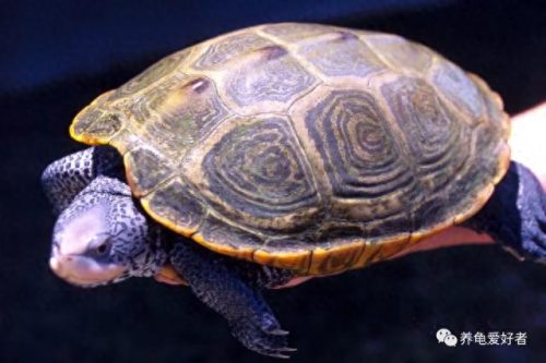 十大最好养的深水龟排行榜(不需要晒台的深水龟)插图3