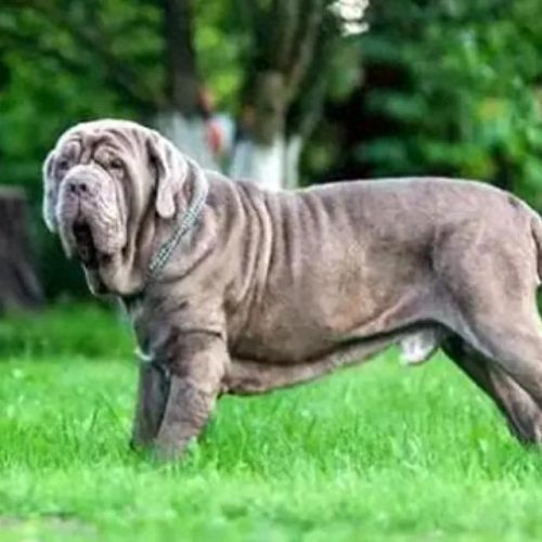 十大凶猛大型犬排行榜(十大凶猛的小型犬)插图5