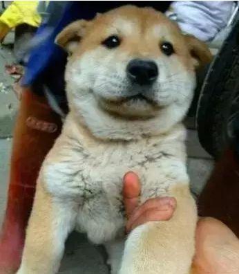 十大最佳犬种排行榜第一(十大名犬排行榜最新)插图12