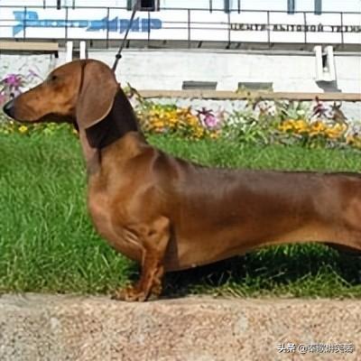 世界十大小型犬排行榜图片(十大最好的小型犬排名)插图2