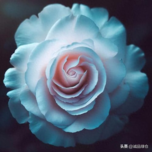 优秀 月季品种排名前十(耐寒的月季品种排名)插图8