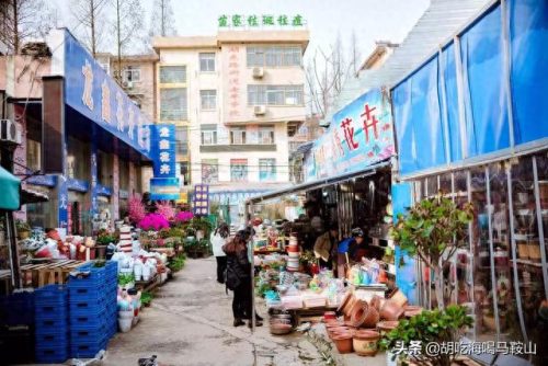 马鞍山十大花店排行榜最新(全国十大花店加盟)插图14