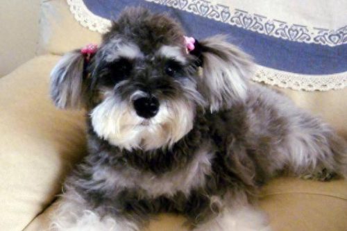 十大家养小型犬排行榜最新(懒人养的小型犬排名)插图9