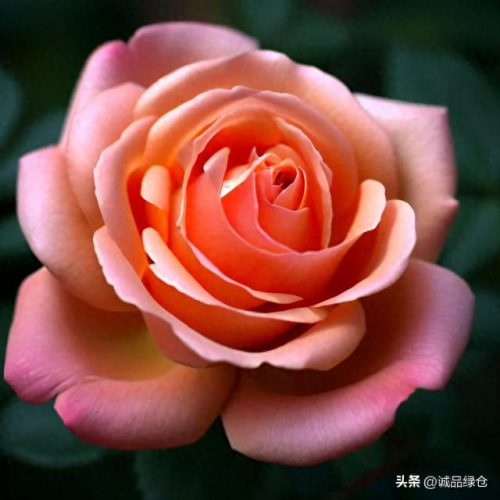 优秀 月季品种排名前十(耐寒的月季品种排名)插图3