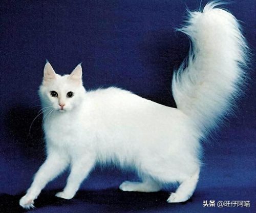 宠物猫咪十大排行榜(国内十大宠物猫排行榜)插图9