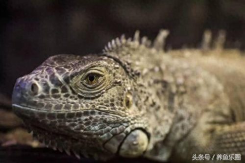 景观鱼缸价位排名前十(睿美7s鱼缸价位及质量怎么样)插图32