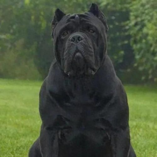 十大凶猛大型犬排行榜(十大凶猛的小型犬)插图2