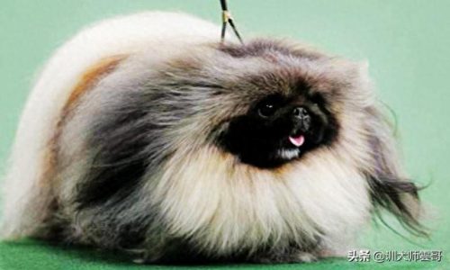 中国十大中型犬排行榜(大中型犬推荐品种)插图2