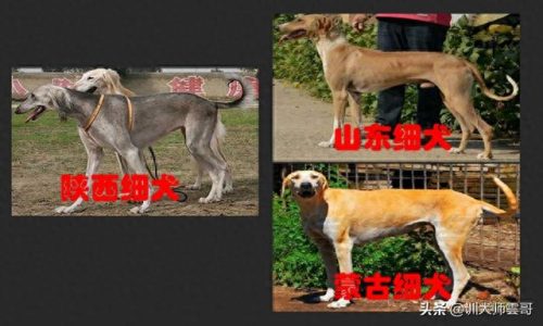 中国十大中型犬排行榜(大中型犬推荐品种)插图6
