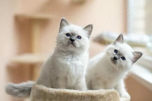 家养十大宠物猫排行榜最新(好养的十大宠物猫排名)插图