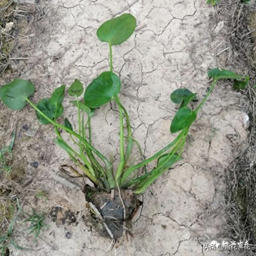 植物净水效率排名前十(目前净水最好的技术)插图5