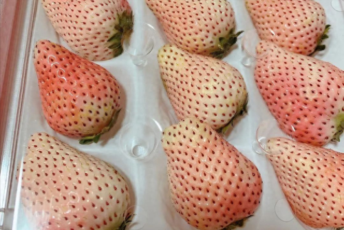 草莓品种排名前十价格(排名第一的草莓品种)插图8