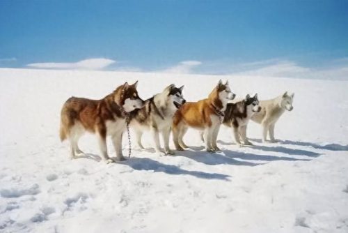 狗电影十大排行榜导盲犬(一只导盲犬需要多少钱)插图8