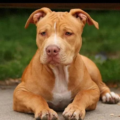 十大凶猛大型犬排行榜(十大凶猛的小型犬)插图10