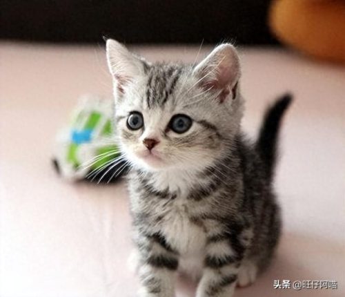 宠物猫咪十大排行榜(国内十大宠物猫排行榜)插图2