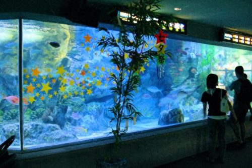 日本十大水族馆排行榜(日本鸟羽水族馆)插图18