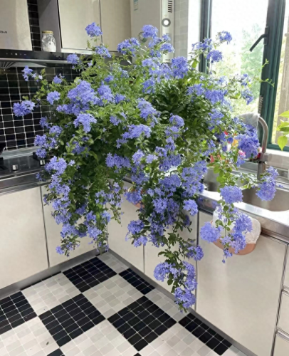 十大最易买的花卉排行榜(昌平十大花卉市场)插图1