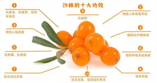 沙棘原浆厂商排名前十(内蒙古沙棘原浆第一品牌)插图2